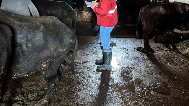 'Halk Elinde Anadolu Mandasının Islahı Projesi' devam ediyor