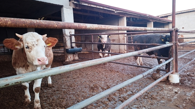 Hisarcık ilçesinde şap karantinası yeniden başladı