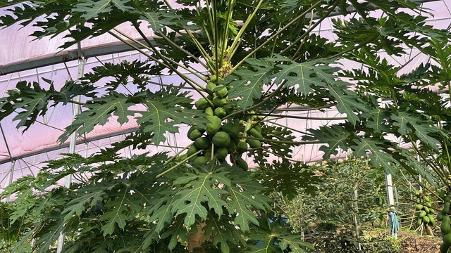 Alanya 40 bine yakın tropikal meyve üreticisiyle iç piyasa ihtiyacını karşılıyor
Tropikal meyve üretimi Alanya'da ivme kazandı