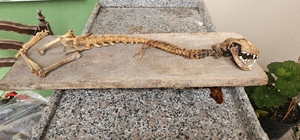 Artvin'de 55 santimetre boyunda hayvan iskeleti bulundu