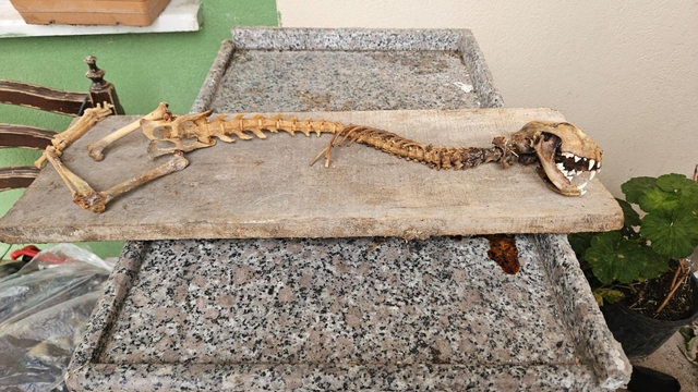 Artvin'de 55 santimetre boyunda hayvan iskeleti bulundu