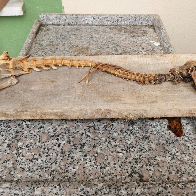 Artvin'de 55 santimetre boyunda hayvan iskeleti bulundu