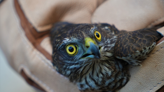 Muş'ta yaralı halde bulunan atmaca tedavi altına alındı