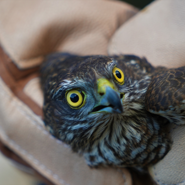 Muş'ta yaralı halde bulunan atmaca tedavi altına alındı