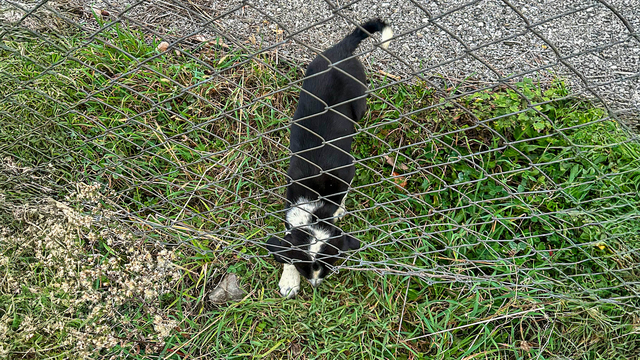 Sakarya'da rögar çukuruna düşen köpek kurtarıldı