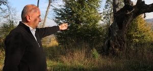 Maneviyat merkeziydi, otluk alana döndü: Mezarlıktan geriye çürümüş ağaç ka...