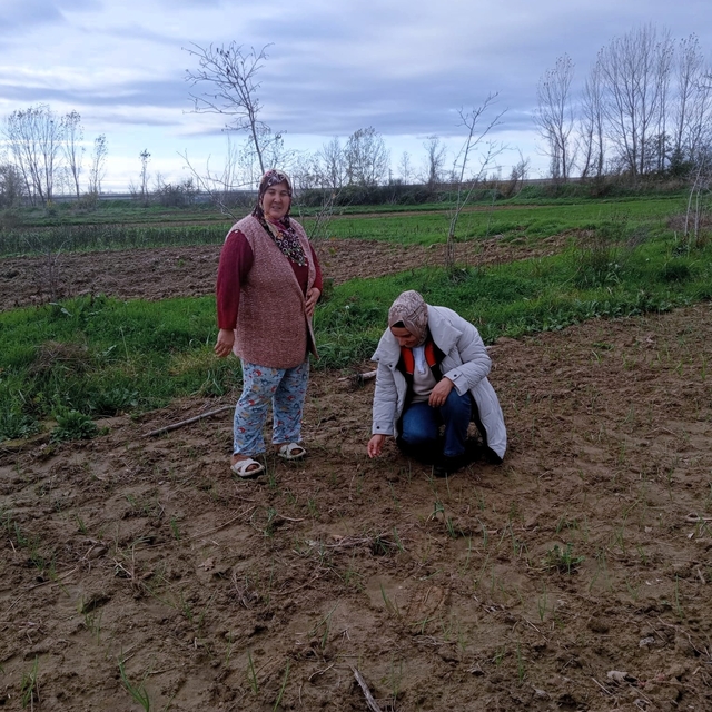 Babaeski'de sera ve sarımsak üretim alanlarında üretim şartları kontrol edi...