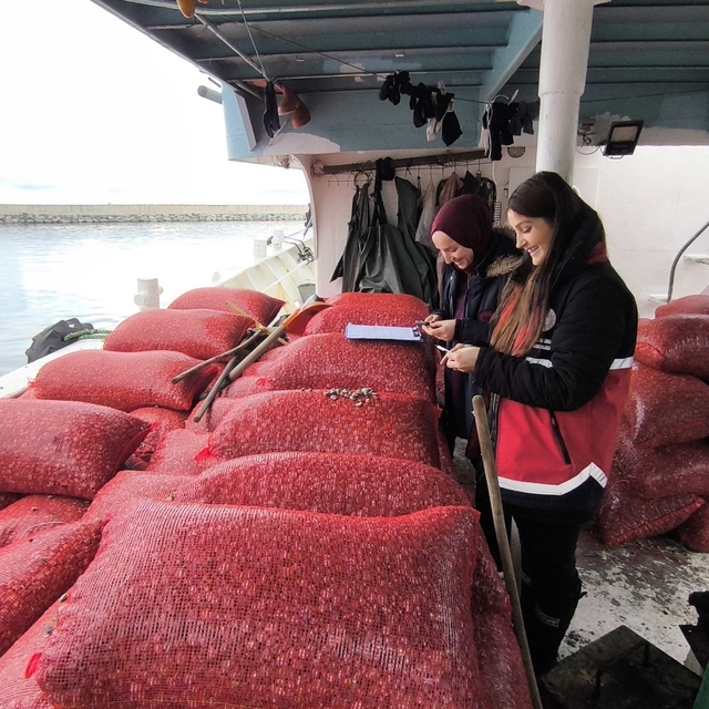 Kastamonu'da beyaz kum midyesi denetimi