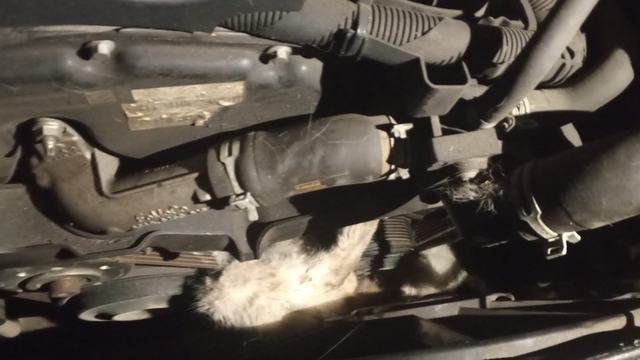 Minibüsün motoruna sıkışan kedi kurtarıldı
