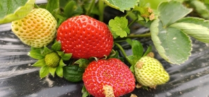 Köprübaşı'nda kış çileği 200 TL'den alıcı buluyor