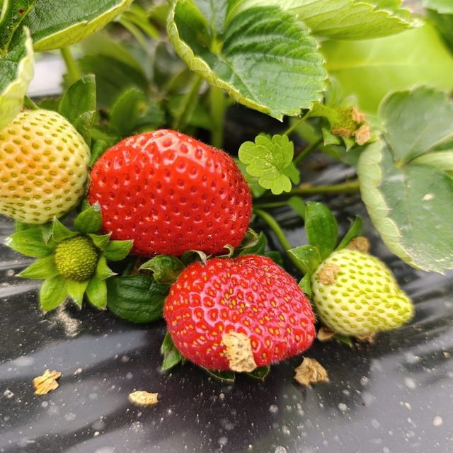 Köprübaşı'nda kış çileği 200 TL'den alıcı buluyor