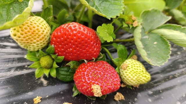 Köprübaşı'nda kış çileği 200 TL'den alıcı buluyor