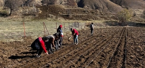Tunceli'nin 4 ilçesinde sarımsak ekimi yapıldı
