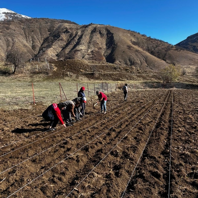 Tunceli'nin 4 ilçesinde sarımsak ekimi yapıldı