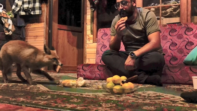 'Tilko' ismini verdiği tilkiyi elleriyle besliyor