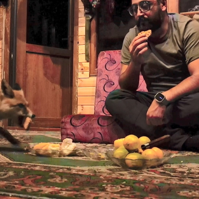 'Tilko' ismini verdiği tilkiyi elleriyle besliyor