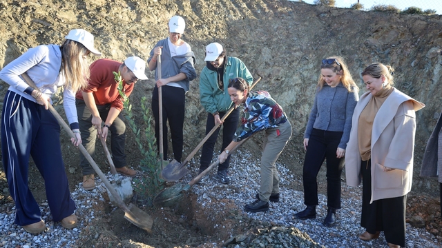 Defne fidanları toprakla buluştu