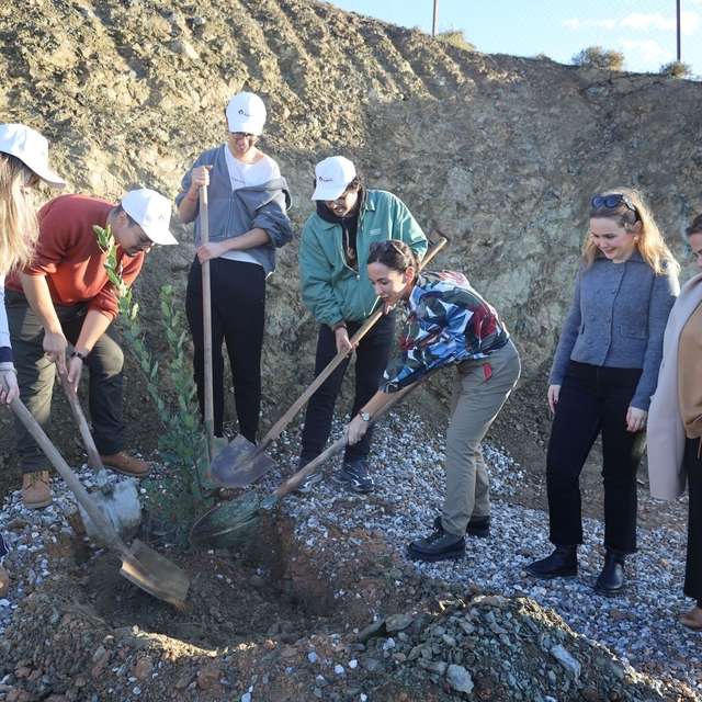 Defne fidanları toprakla buluştu