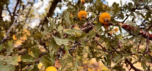 Alıç meyvesine vatandaşlar ilgi gösteriyor