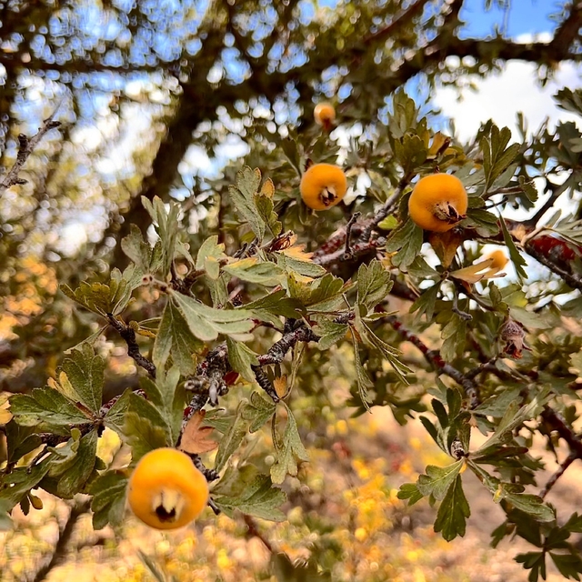 Alıç meyvesine vatandaşlar ilgi gösteriyor