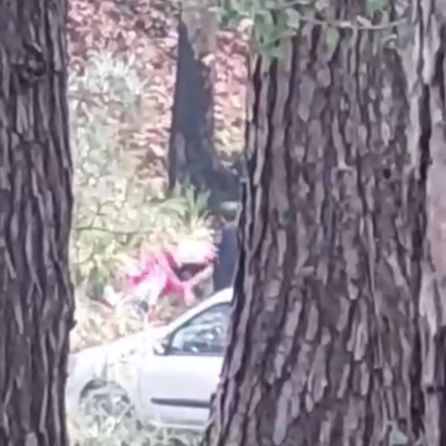 Ormanlık alanda kadını darbeden şüpheli yakalandı