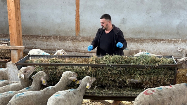 Şap mağduru üreticiler destek bekliyor
10 hayvanından 4'ü kalan Bursalı üretici 1,5 milyon lira zarar etti