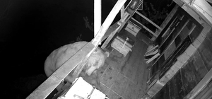 Tırmandığı balkonda kovanlardaki balı yiyen ayı kameralara yakalandı