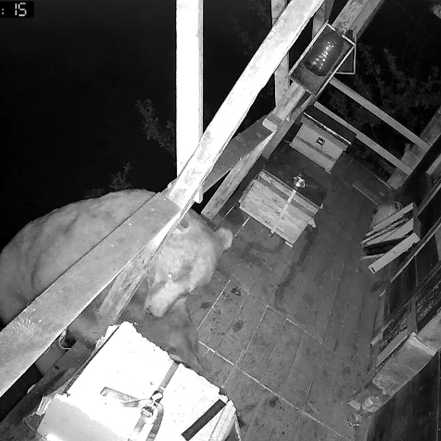 Tırmandığı balkonda kovanlardaki balı yiyen ayı kameralara yakalandı