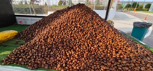 Kestane sezonu açıldı: Kilosu 175 lira
Sokakları ısıtan kış klasiği: Kestan...