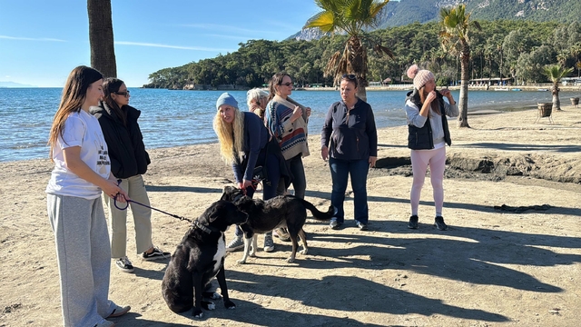 Hayvanseverlerden 'can dostları sahiplendirmek için' seferberlik