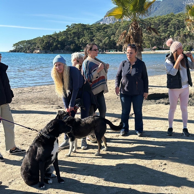 Hayvanseverlerden 'can dostları sahiplendirmek için' seferberlik