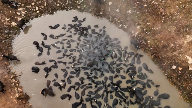 Mandaların kaplıca keyfi havadan görüntülendi
Kaplıcada mandaların kış ritüeli: Afrika savanlarını andıran görüntüler