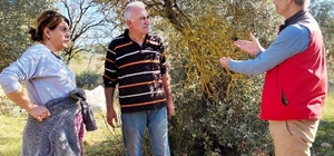 Menteşe'de zeytin üreticilerine yönelik kapsamlı bilgilendirme ve kontrol ç...