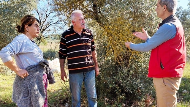 Menteşe'de zeytin üreticilerine yönelik kapsamlı bilgilendirme ve kontrol çalışmaları sürüyor