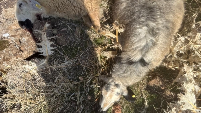 Sürüden ayrılan koyunları kurt kaptı: 28 koyun telef oldu