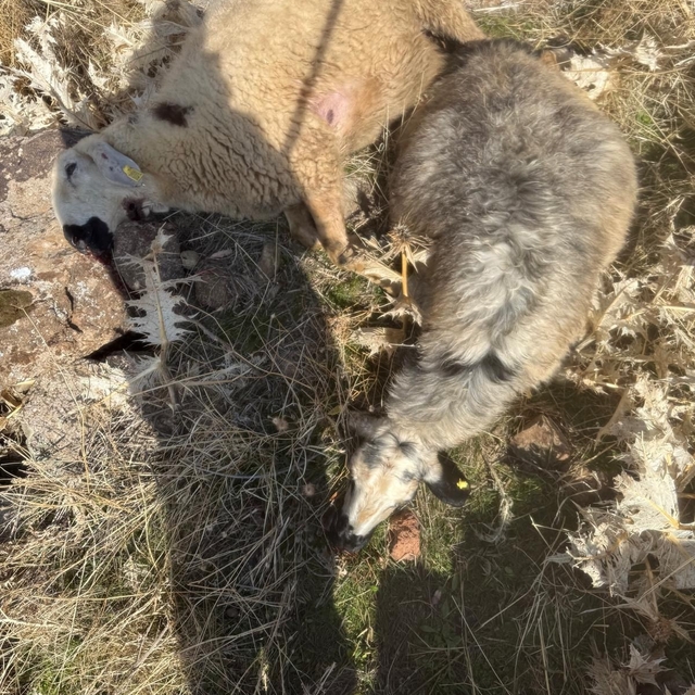 Sürüden ayrılan koyunları kurt kaptı: 28 koyun telef oldu