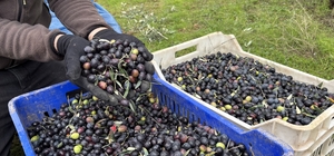 Orta Sakarya Vadisi'ndeki mikroklima etkisine sahip Osmaneli'nde zeytinler...