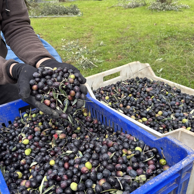 Orta Sakarya Vadisi'ndeki mikroklima etkisine sahip Osmaneli'nde zeytinler...