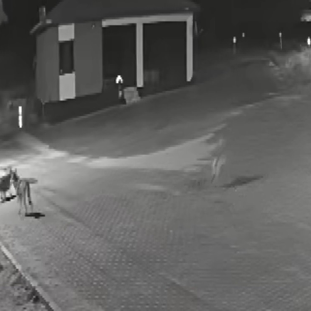 Aç kalan kurtlar mahalleye inerek eşeğe saldırdı