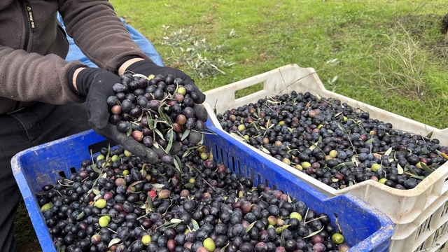 Orta Sakarya Vadisi'ndeki mikroklima etkisine sahip Osmaneli'nde zeytinler hasat sona erdi
Zeytin üreticisi Ramazan Uysal;
"Geçen yıla göre zeytin oranı düşük, yani yağlık zeytin yok bu sene"
"Burada 160 lira marketlerde 500 lira"