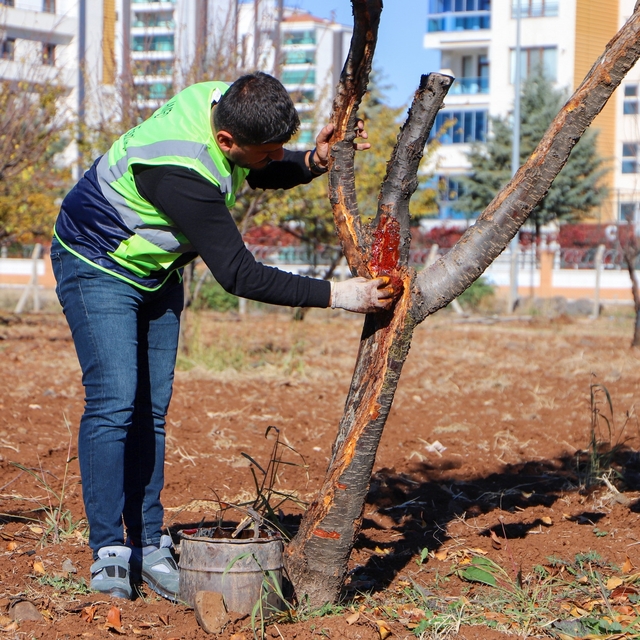 DBB özel yöntemlerle ağaçları tedavi ediyor
