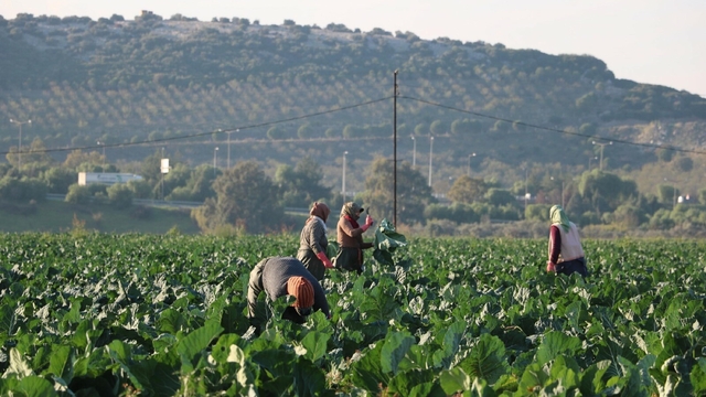Mevsim normalleri üzerindeki sıcaklık kış sebzelerini erken olgunlaştırdı