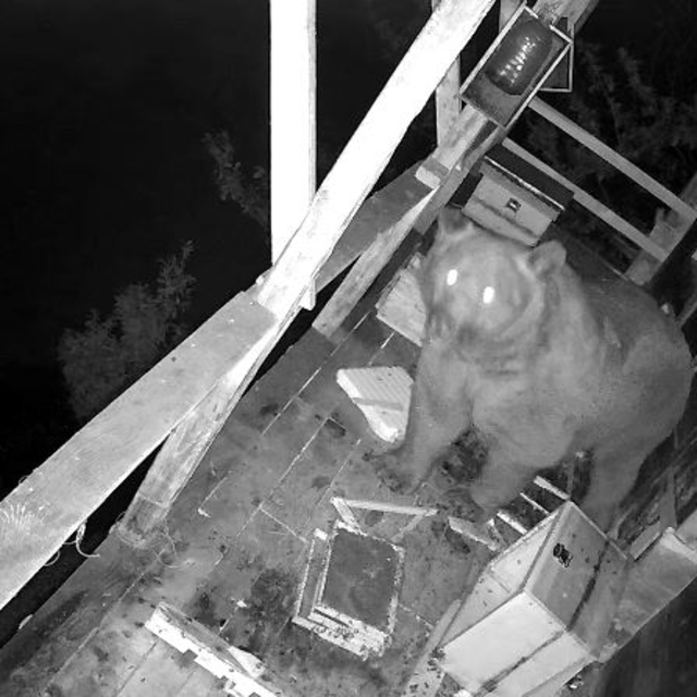 İki gün üst üste balkona tırmanan ayı kovanları parçalayıp, balları yedi; o...