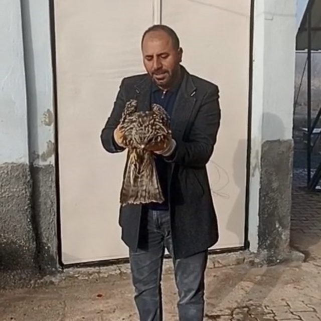 Yaralı kartal koruma altına alındı