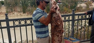 Boyu kadar yayın balığını eliyle yakaladı
