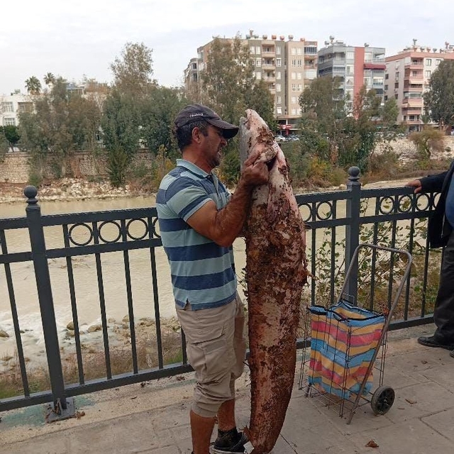 Boyu kadar yayın balığını eliyle yakaladı