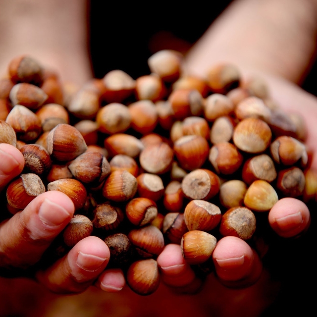 Düzce'de fındık ihracı geçen yılın gerisinde kaldı
AB ülkelerine 16 bin 350...