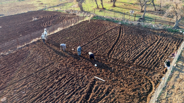 Batman'da tescilli mehina sarımsağının ekimine başlandı