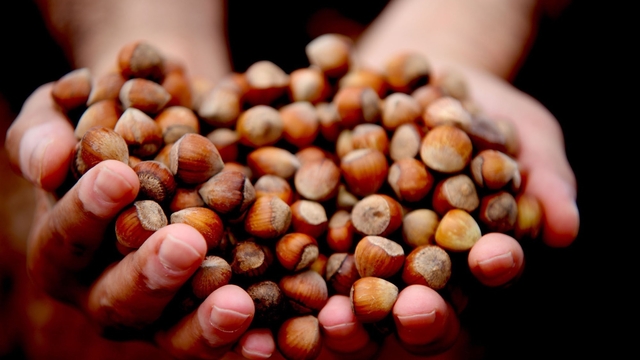 Düzce'de fındık ihracı geçen yılın gerisinde kaldı
AB ülkelerine 16 bin 350 ton fındık gönderildi