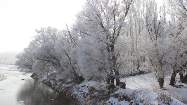 Ağrı'da soğuk havanın etkisiyle ağaçlar kırağı tuttu